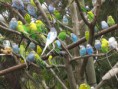 /album/papagaje/melopsittacus-undulatus-flock-jpg/